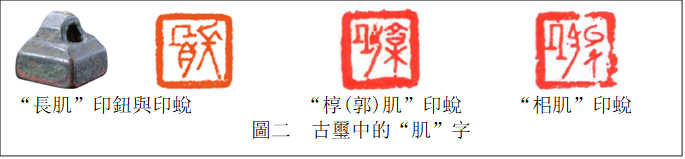  　　   　　　    　　　　　 
“長(zhǎng)肌”印鈕與印蛻 　　　    “槨(郭)肌”印蛻　　 “?肌”印蛻
圖二  古璽中的“肌”字
